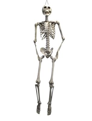 Skelet 175 cm