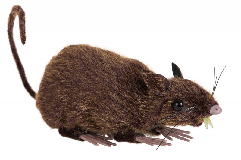 Zittende rat 15 cm