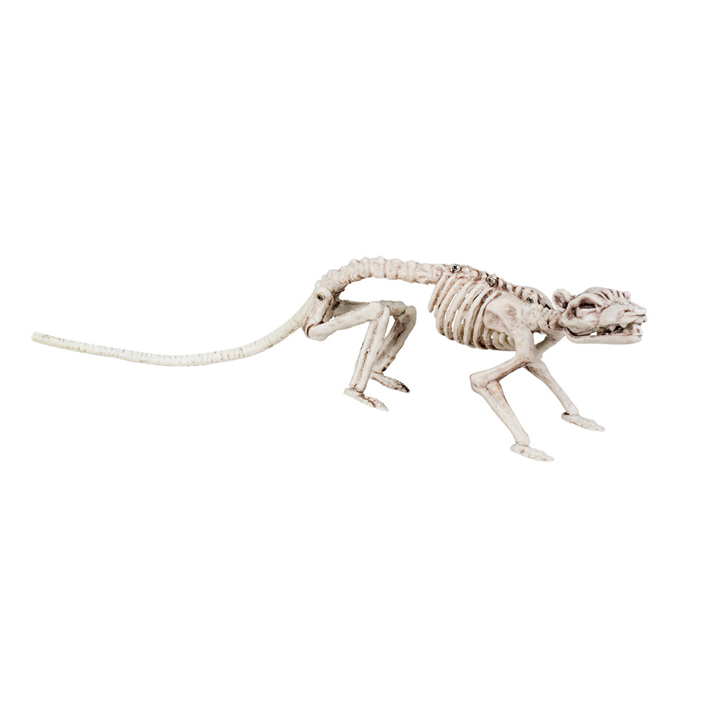 Rattenskelet (38 x 8 x 9 cm)