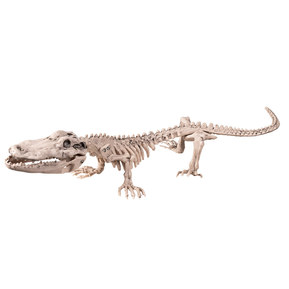 St. Krokodillenskelet (50 x 16 cm)