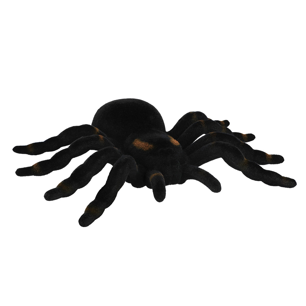 Spin Tarantula (16 x 11 cm)