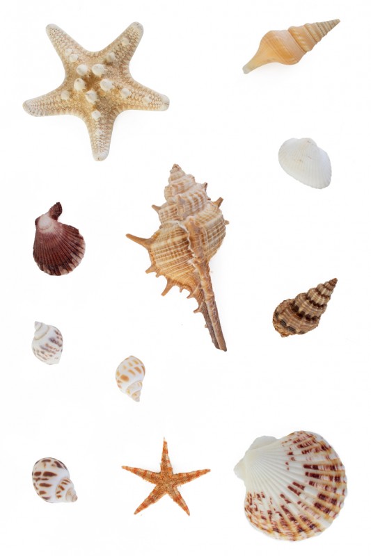 Zee assortiment