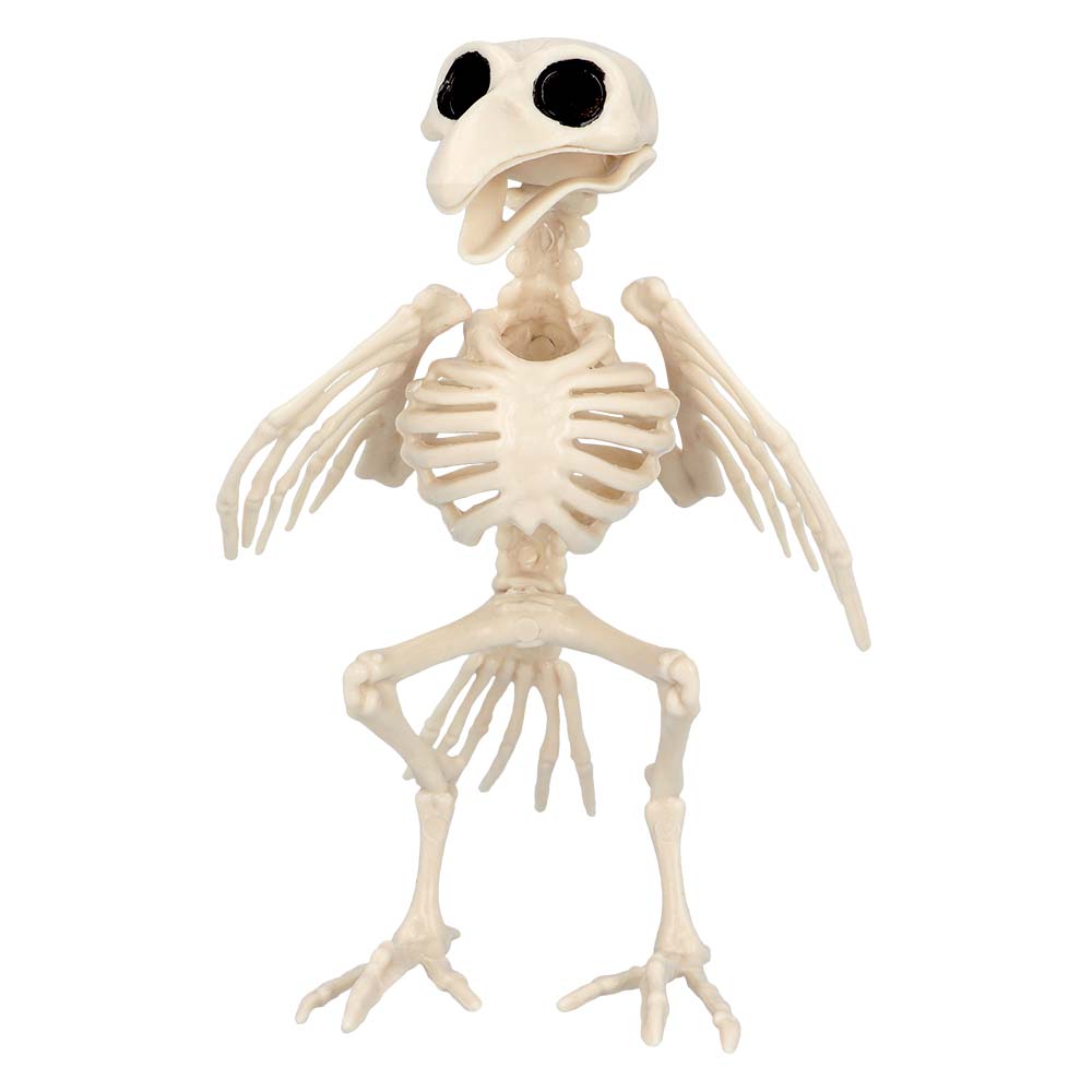 Vogelskelet (16 x 14 x 18 cm)