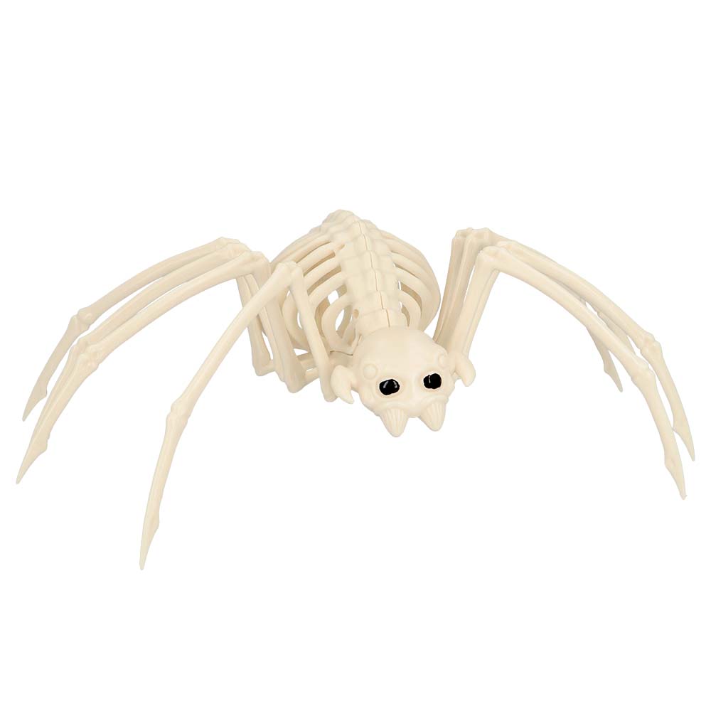 Spin skelet (37 x 21 x 11 cm)