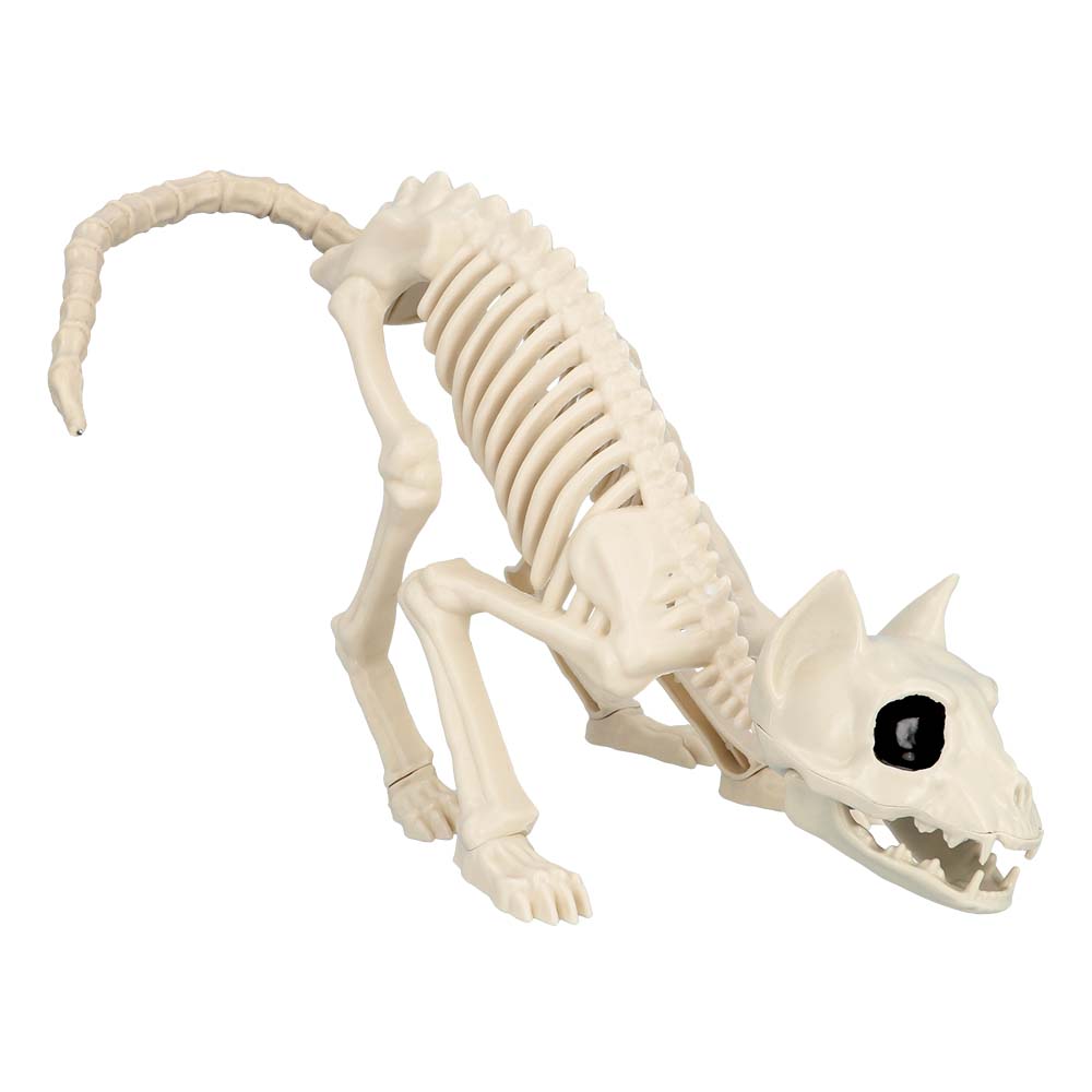 Kattenskelet (49 x 18 x 14 cm)