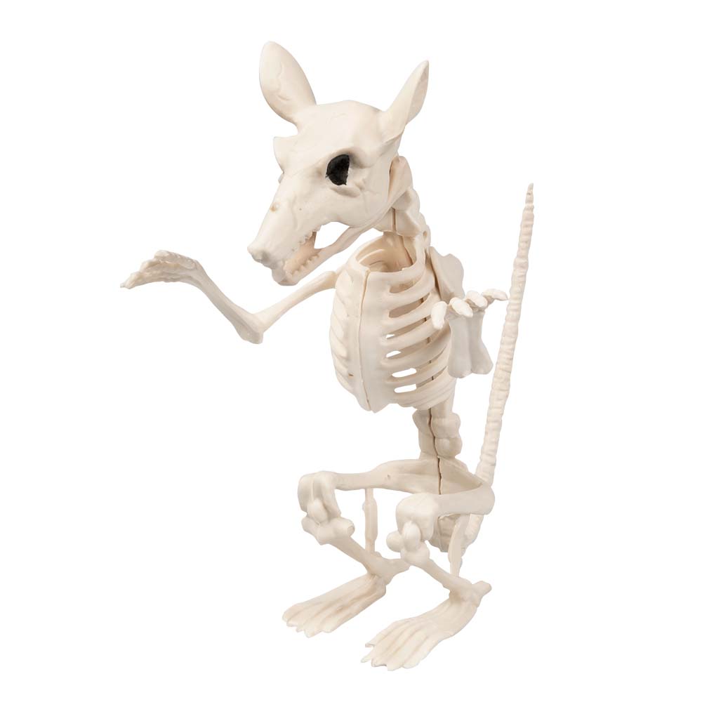 Dierenskelet 5 ass.