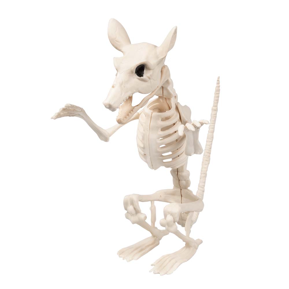 Dierenskelet 5 ass.