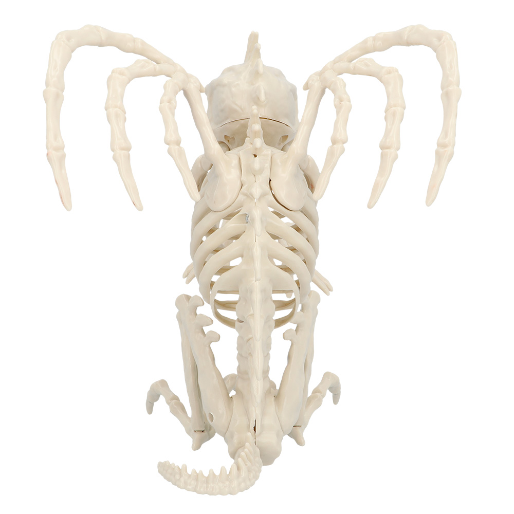 Skelet Gargoyle (34 x 18 x 23 cm)