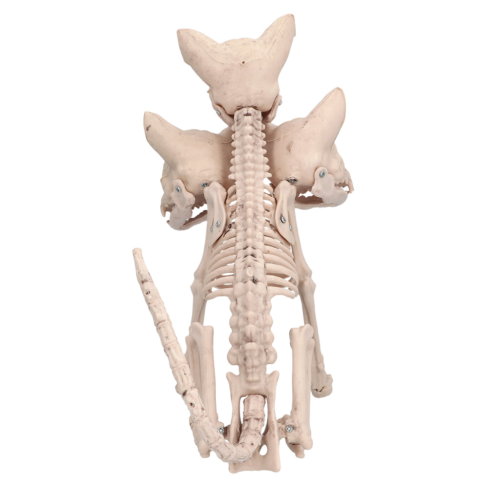 Skelet Cerberus (42 x 20 x 31 cm)
