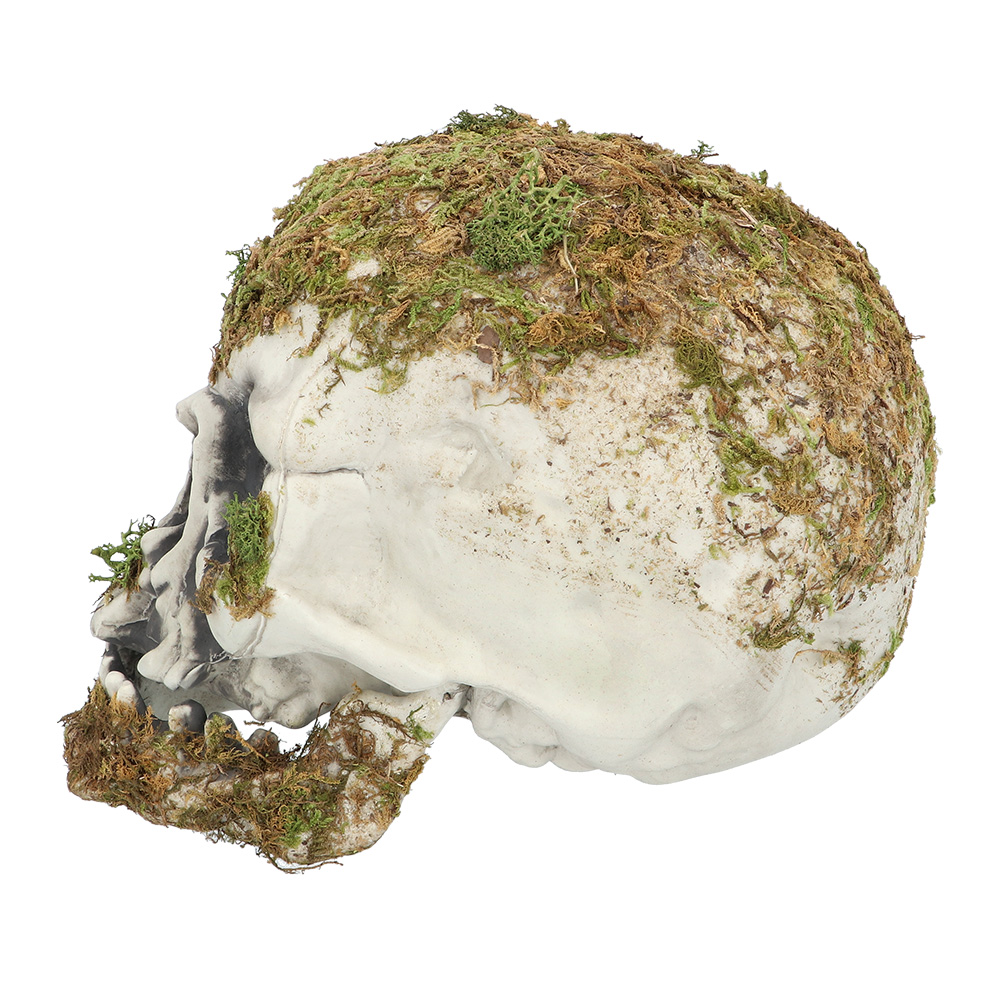 Schedel Swamp (14,5 x 12 x 19 cm)
