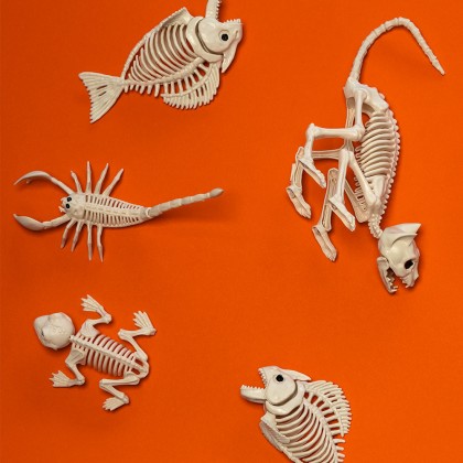 Vissenskelet (26 x 7 x 13 cm)