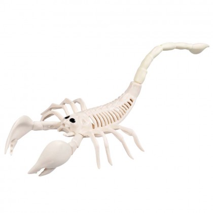 Schorpioenenskelet (33 x 14 x 8 cm)