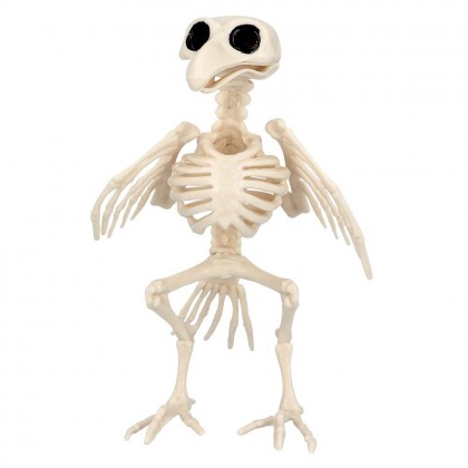 Vogelskelet (16 x 14 x 18 cm)
