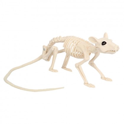 Rattenskelet Nibbles (46 x 7 x 10 cm)