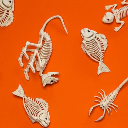 Rattenskelet Nibbles (46 x 7 x 10 cm)