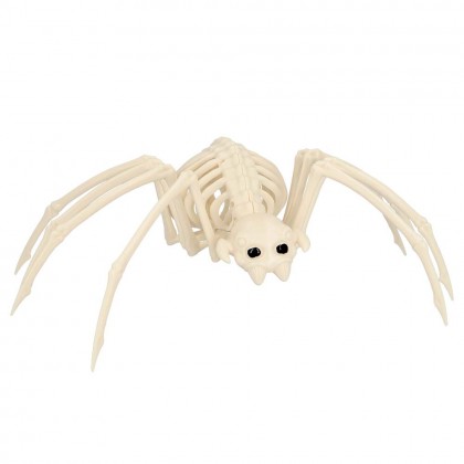 Spin skelet (37 x 21 x 11 cm)