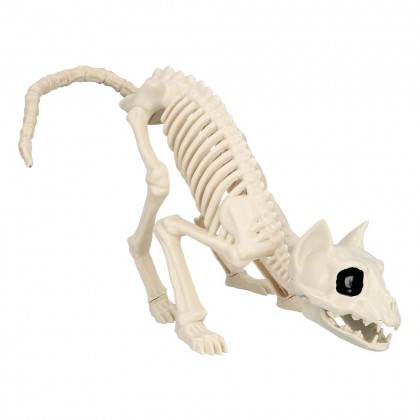 Kattenskelet (49 x 18 x 14 cm)