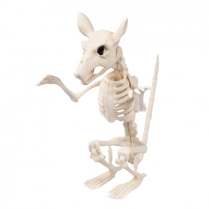 Dierenskelet 5 ass.