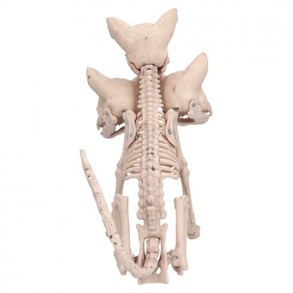 Skelet Cerberus (42 x 20 x 31 cm)