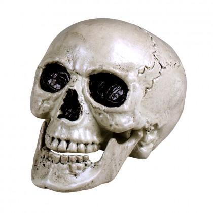 Schedel Maxilla wit met beweegbare kaak (17 x 17 x 24 cm)