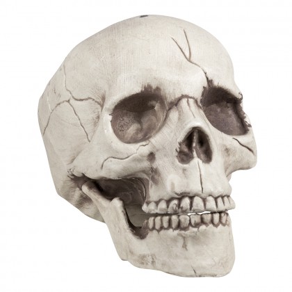 Schedel Jawbone met beweegbare kaak (16 x 14 x 21 cm)